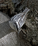 Black and White Warbler 6575